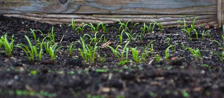 Enrich the soil during the winter months